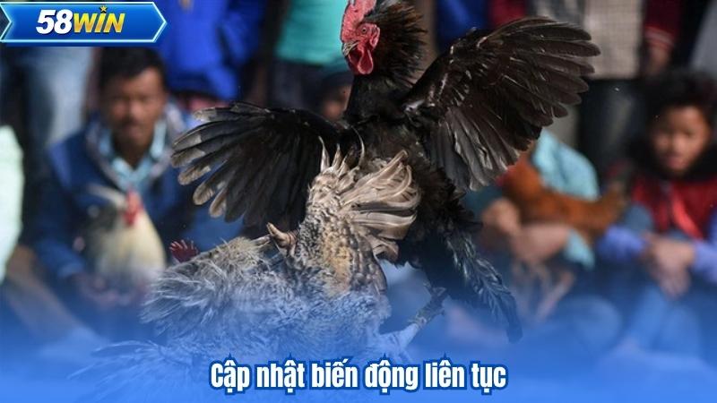 Đá Gà 88 - Những Trận Đấu Kịch Tính Không Thể Bỏ Qua 7 Cập nhật biến động liên tục