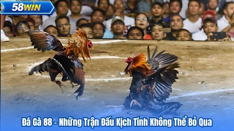 Đá Gà 88 - Những Trận Đấu Kịch Tính Không Thể Bỏ Qua 1 Đá Gà 88 - Những Trận Đấu Kịch Tính Không Thể Bỏ Qua