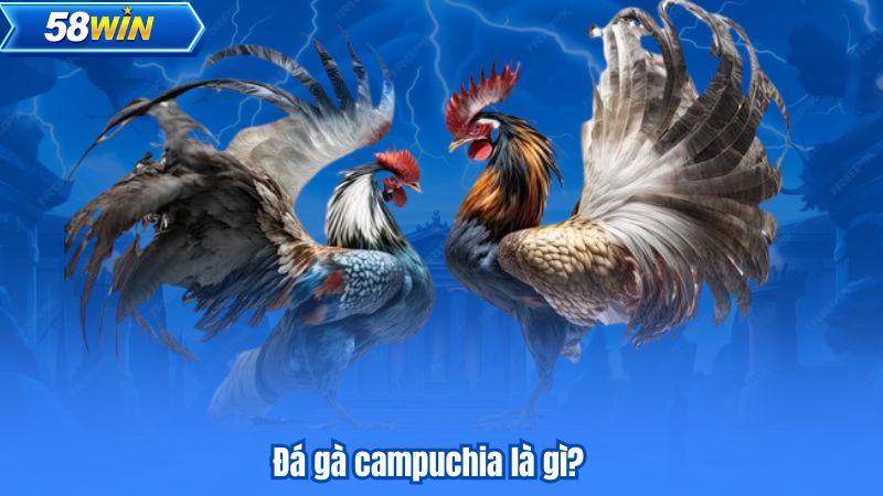 Đá gà campuchia là gì?