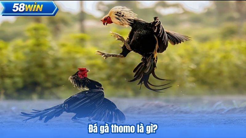 Đá Gà Thomo - Nơi Trải Nghiệm Cá Cược Thú Vị Bắt Đầu 5 Đá gà thomo là gì?