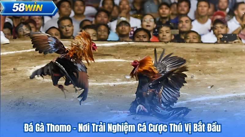 Đá Gà Thomo - Nơi Trải Nghiệm Cá Cược Thú Vị Bắt Đầu 1 Đá Gà Thomo - Nơi Trải Nghiệm Cá Cược Thú Vị Bắt Đầu