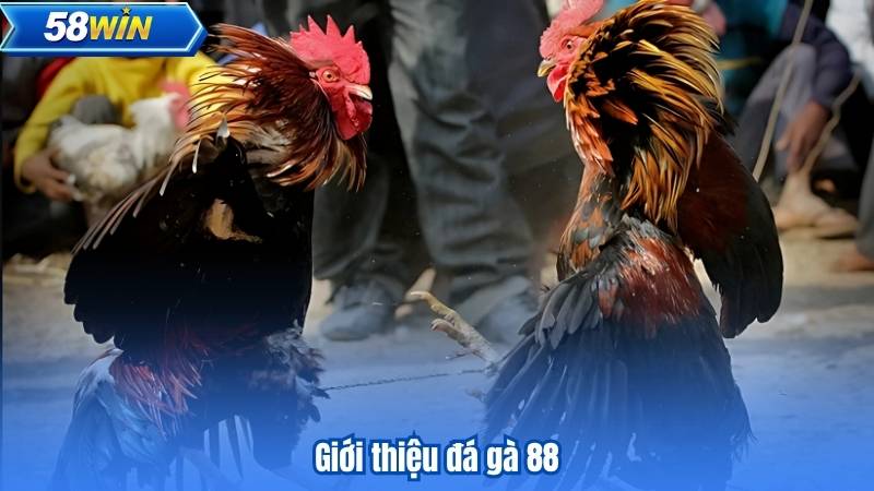Đá Gà 88 - Những Trận Đấu Kịch Tính Không Thể Bỏ Qua 5 Giới thiệu đá gà 88
