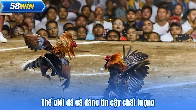 Đá Gà 88 - Những Trận Đấu Kịch Tính Không Thể Bỏ Qua 6 Thế giới đá gà đáng tin cậy chất lượng