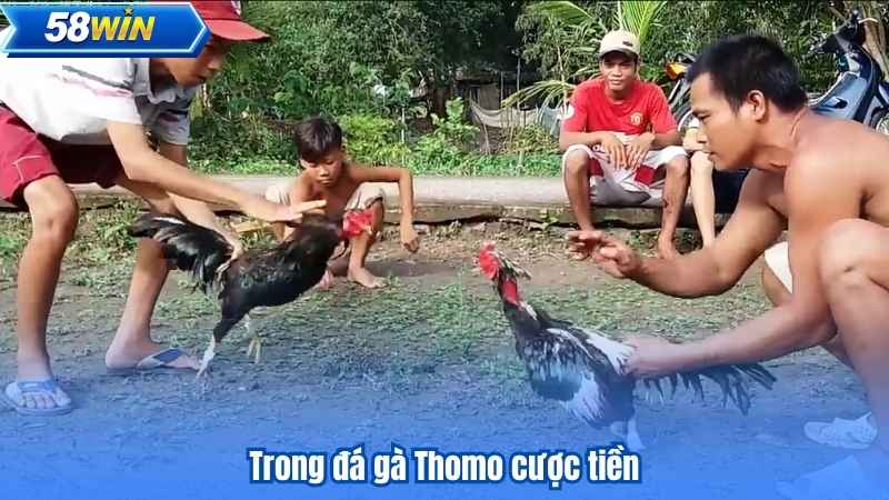 Đá Gà Thomo - Nơi Trải Nghiệm Cá Cược Thú Vị Bắt Đầu 6 Trong đá gà Thomo cược tiền